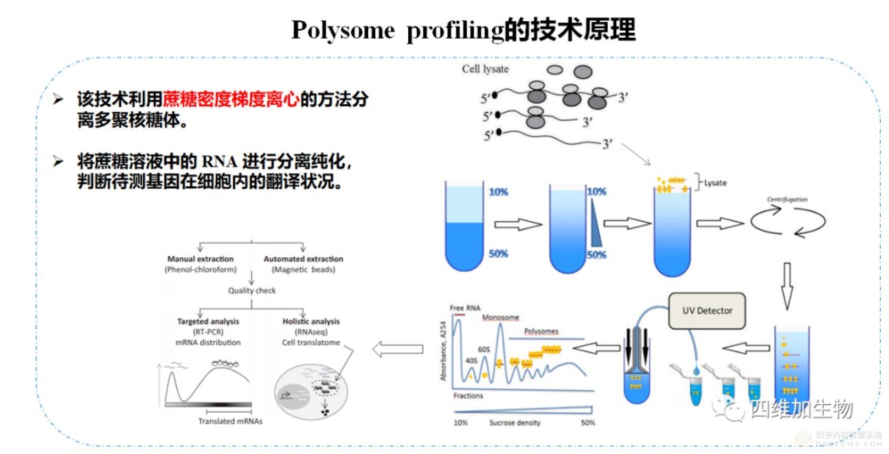 多核糖體圖譜分析技術(shù) Polysome-profiling 提升核心競爭力